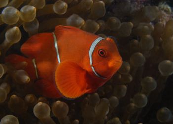 Spinecheek Amenone Fish ,D-100. beautiful to watch by Andy Lerner 